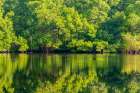Trinidad-Caroni Swamp. Sunrise landscape of swamp and mangrove trees. Art Print
